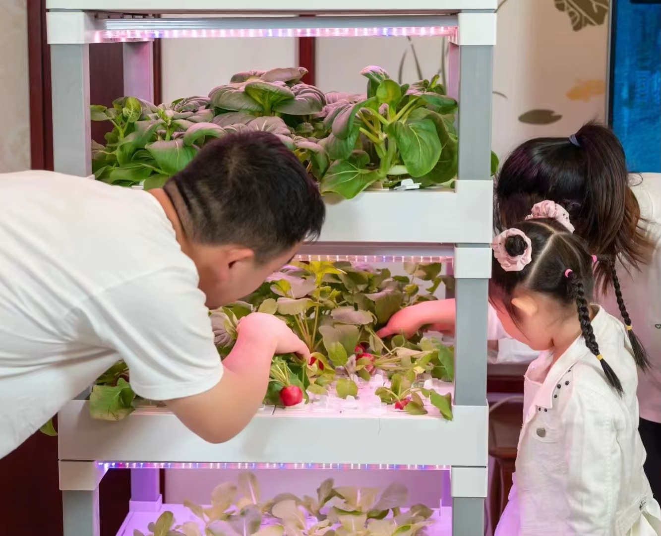 nt China Hydrokultur Grow Box  - Home Automation Systems Diy avis et prix