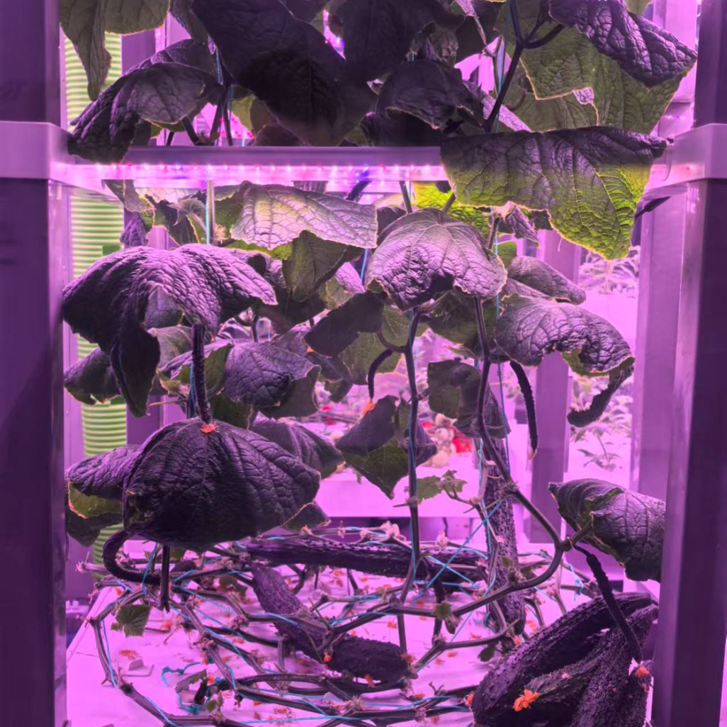 nt China Hydrokultur Grow Box  - Home Automation Systems Diy avis et prix
